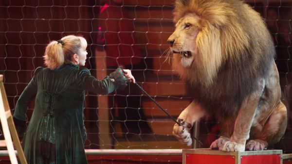 Four lions rescued from French circus find sanctuary in South Africa