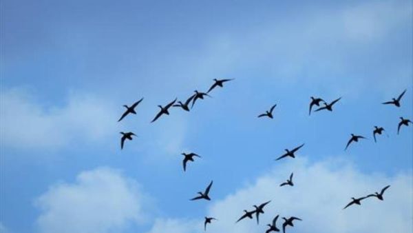 الأمريكيون ربما استخدموا الطيور البرية ضد روسيا