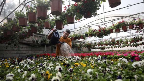 مشاتل الورد بغزة.. لوحات فنية محاصرة