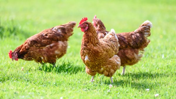 The Company is working toward a 100% cage-free shell egg private label assortment across all markets it operates in by 2030 and all national brands by 2032. Majid Al Futtaim Commits to Cage-Free Eggs Under New Animal Welfare Policy in a Regional First