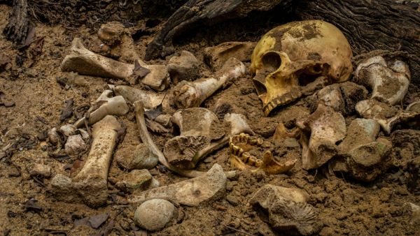 human bones