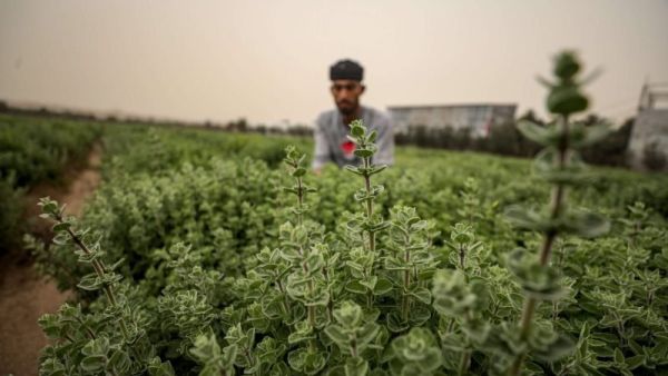 أرض الزعتر.. قصة نجاح نبتة عطرية بغزة