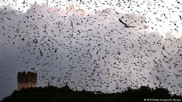 Migratory birds 