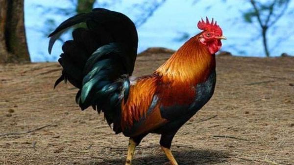 مصادرة ديك في لبنان بعد شكوى إزعاج من الجيران