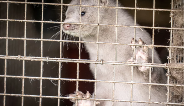 A mink is photographed on a farm in October in Hjoerring, Denmark. 