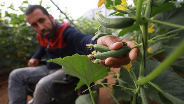 فلسطيني بشلل نصفي يتحدى رصاص إسرائيل بالزراعة