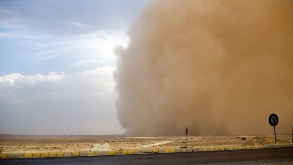 الغبار الزهري