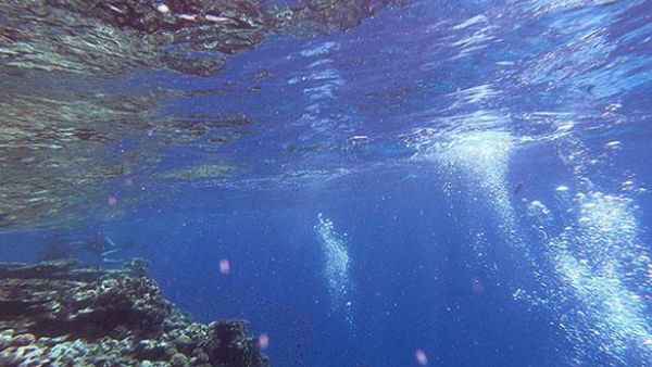 Red Sea Corals 