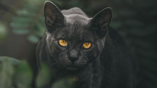ماذا تعني القطط في أحلامنا؟