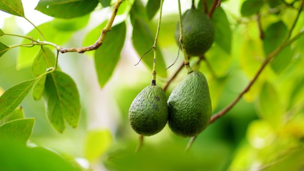 4 طرق بسيطة للحصول على الأفوكادو ناضجًا