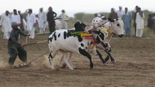سباق ثيران تقليدي في باكستان