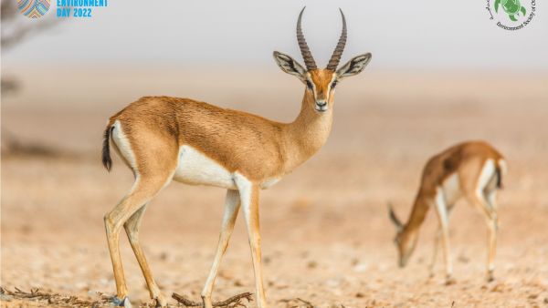 World Environment Day Only One Oman: Environment Society Of Oman Reminds Us Of Importance Of Supporting Conservation Efforts