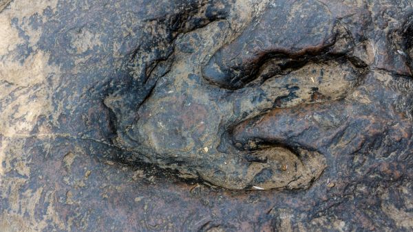 Dinosaur Footprints