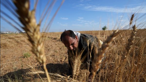 أزمة غذاء عربية.. الجوع أبو الكفار