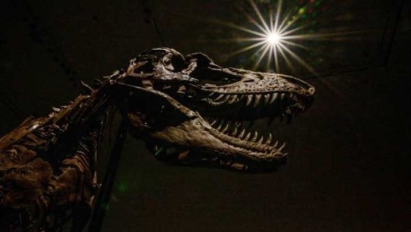 طرح هيكل عظمي نادر لديناصور بمزاد بنيويورك