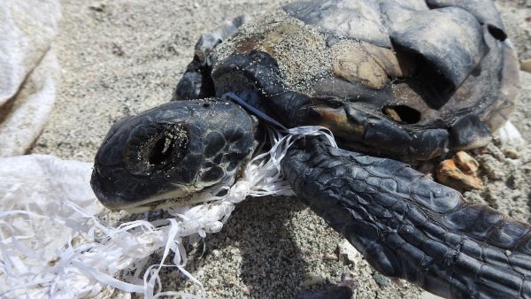 Environment Society Of Oman Protect Nesting Turtles In Masirah Island From Ghost Fishing