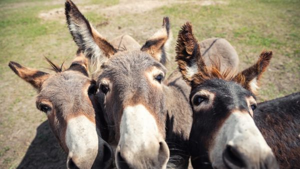 Donkeys 