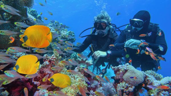 Corals