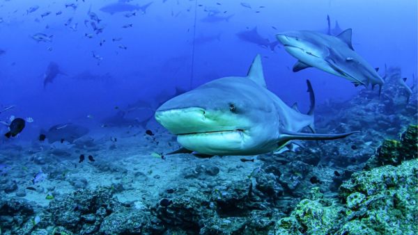 Red Sea