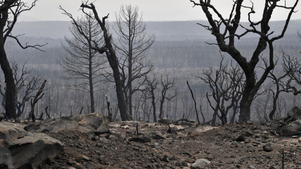 Forest Fires