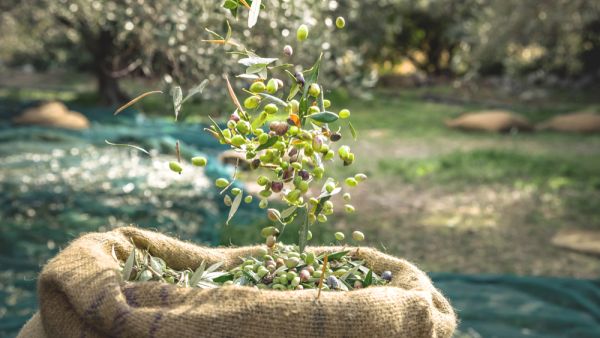 olive harvest