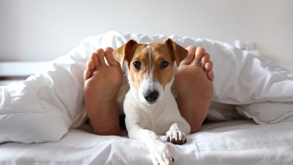sex with animals