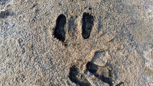 ghost footprints
