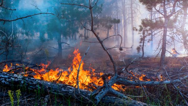 forest fires