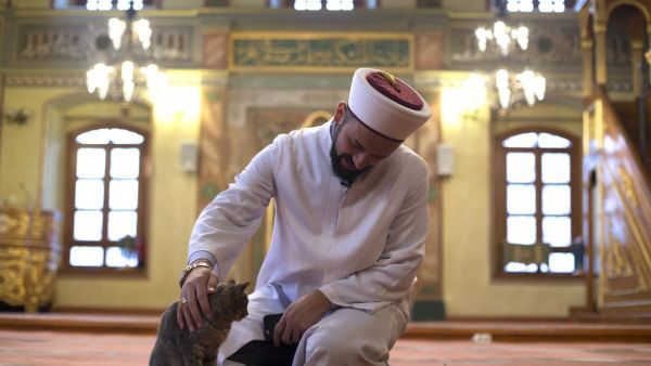 فتاوى ديليفري