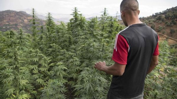 Cannabis production in Morocco 
