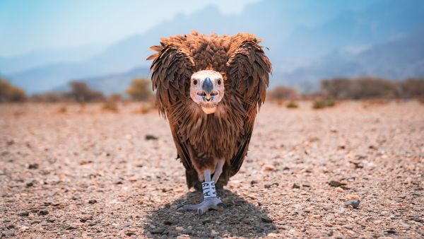 The workshop and vulture release undertaken last week are both part of ESO’s ‘Chasing Oman’s Endangered Vulture Populations’ project, funded by the Disney Conservation Fund. Oman takes important steps to progress the conservation of endangered vulture species in Oman