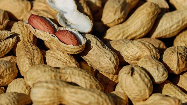 طبيب البوابة: الفوائد الصحية والآثار الجانبية للفول السوداني