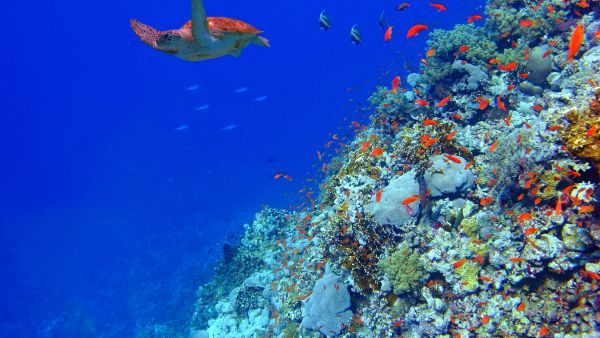 Aqaba sea corals 