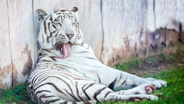Al Ain Zoo