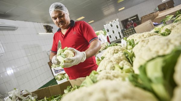 Innovative Food Systems key to Tackling Global Food Crisis, say Experts
