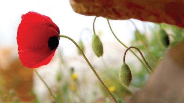 مشهد لنبتة من شقائق النعمان