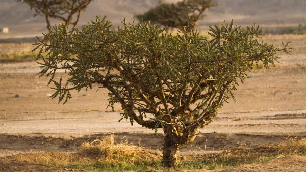 جمعية البيئة العُمانية تحتفي بيوم الشجرة العُمانية من خلال إطلاق لوحة بيانية حول أشجار اللُبان