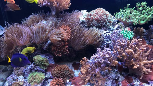 Corals 