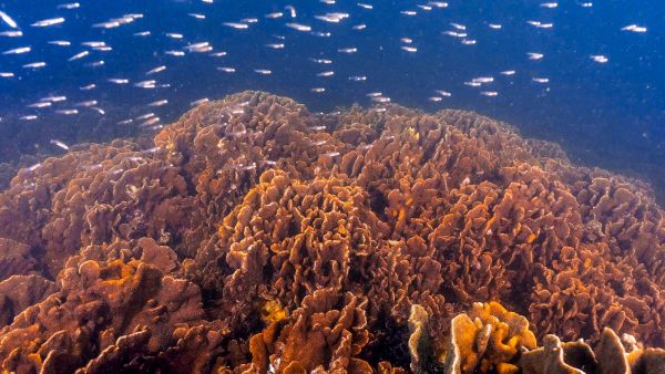 Archireef Underwater by David Poon. ADQ and Archireef drive innovative solutions to restore Abu Dhabi marine biodiversity