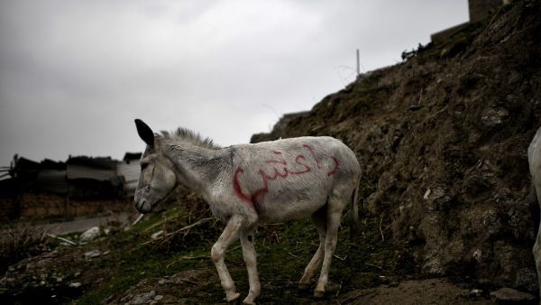 A donkey in Mosul 
