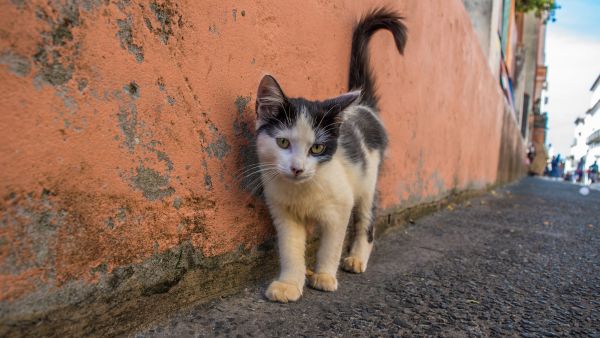 Street cats 