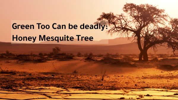 Honey Mesquite Tree