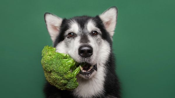 vegan food