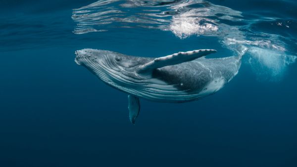 Drone footage shows massive whale 