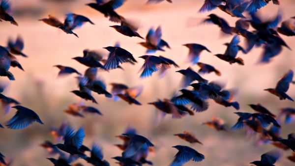 Flock of birds