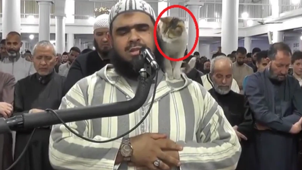 قطة تقتحم المحراب وتصعد على كتف الإمام