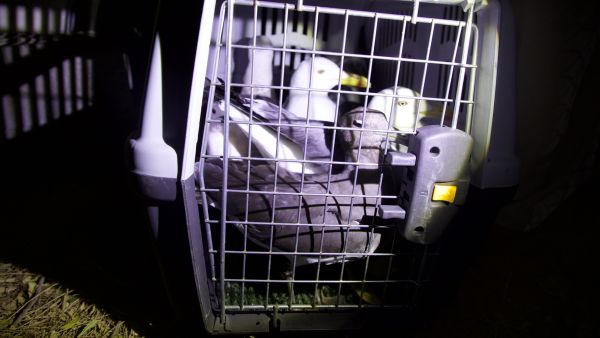 Within the campaign of specialized teams regarding the dangers of poaching and to spread environmental awareness EPAA confiscates 755 birds sound devices and 10 migratory birds and issues 4 violations