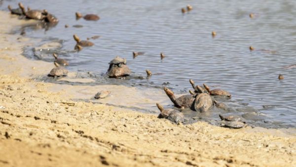 سلاحف وادي شيبة التونسية تقاوم شح المياه