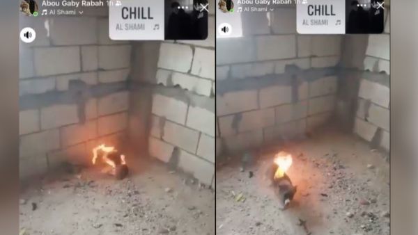 puppy on fire