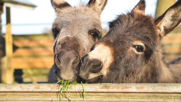 Animal activists celebrate 'world donkey day'